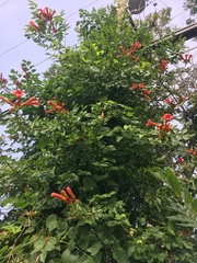Trumpet creeper (Campsis radicans)