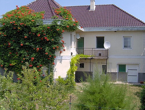 Trumpet creeper: Campsis radicans (Trumpet creeper) on a wall and roof of a house, Hungary, Europe