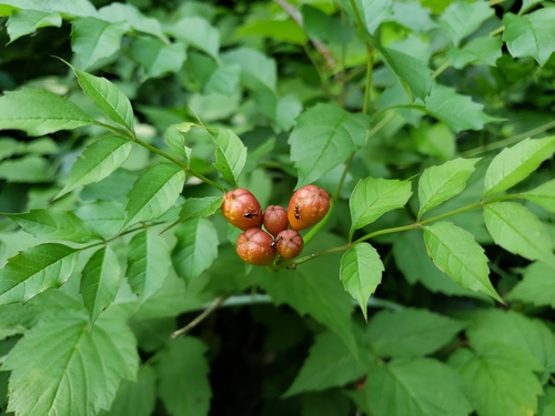 Trumpet creeper (Campsis radicans)