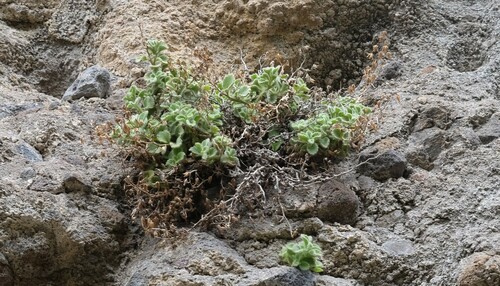 Camptoloma canariense (Camptoloma canariense)