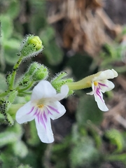 Camptoloma canariense (Camptoloma canariense)