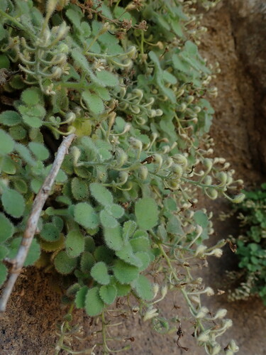 Camptoloma canariense (Camptoloma canariense)