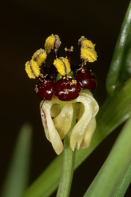 Camptorrhiza strumosa: Camptorrhiza strumosa , flower; in bushveld on deep sandy soil, Die Wilgers, Pretoria, Gauteng, South Africa