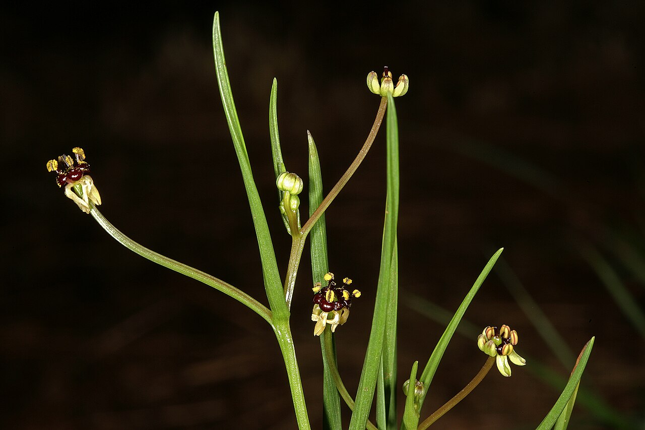 Camptorrhiza strumosa: Camptorrhiza strumosa , flowers; in bushveld on deep sandy soil, Die Wilgers, Pretoria. Gauteng, South Africa
