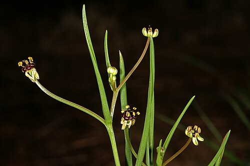 Camptorrhiza strumosa: Camptorrhiza strumosa , flowers; in bushveld on deep sandy soil, Die Wilgers, Pretoria. Gauteng, South Africa