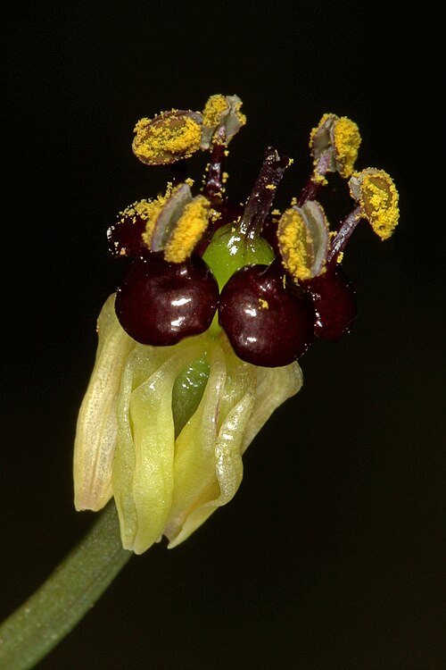 Camptorrhiza strumosa: Camptorrhiza strumosa , flower; in bushveld on deep sandy soil, Die Wilgers, Pretoria, Gauteng, South Africa
