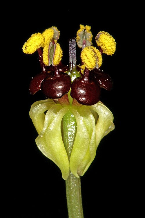 Camptorrhiza strumosa: Camptorrhiza strumosa , flower; in bushveld on deep sandy soil, Die Wilgers, Pretoria, Gauteng, South Africa
