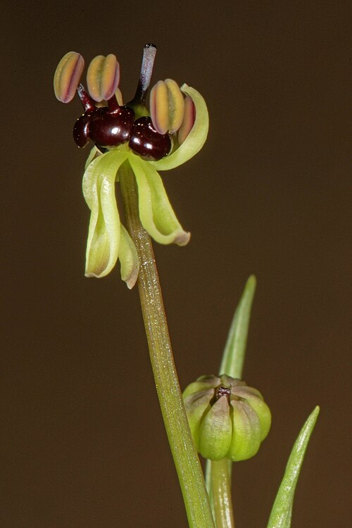 Camptorrhiza strumosa: Camptorrhiza strumosa , flower bud and partly opened flower; in bushveld on deep sandy soil, Die Wilgers, Pretoria, Gauteng, South Africa
