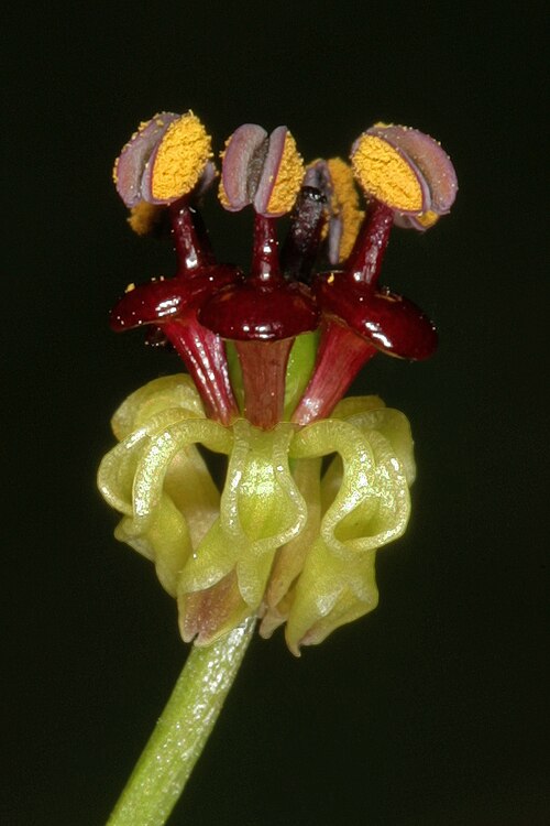 Camptorrhiza strumosa: Camptorrhiza strumosa , flower; in bushveld on deep sandy soil, Die Wilgers, Pretoria, Gauteng, South Africa