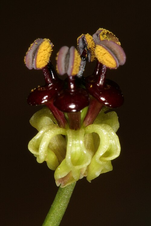 Camptorrhiza strumosa: Camptorrhiza strumosa , flower; in bushveld on deep sandy soil, Die Wilgers, Pretoria, Gauteng, South Africa