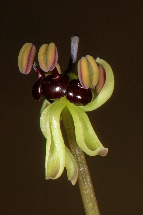 Camptorrhiza strumosa: Camptorrhiza strumosa , partly opened flower; in bushveld on deep sandy soil, Die Wilgers, Pretoria, Gauteng, South Africa