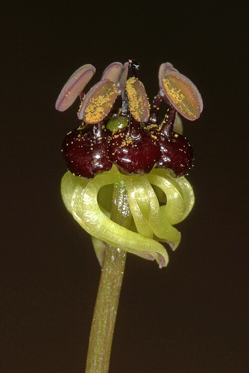 Camptorrhiza strumosa: Camptorrhiza strumosa , flower; in bushveld on deep sandy soil, Die Wilgers, Pretoria, Gauteng, South Africa