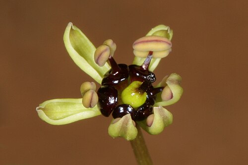 Camptorrhiza strumosa: Camptorrhiza strumosa , parly opened flower; in bushveld on deep sandy soil, Die Wilgers, Pretoria, Gauteng, South Africa