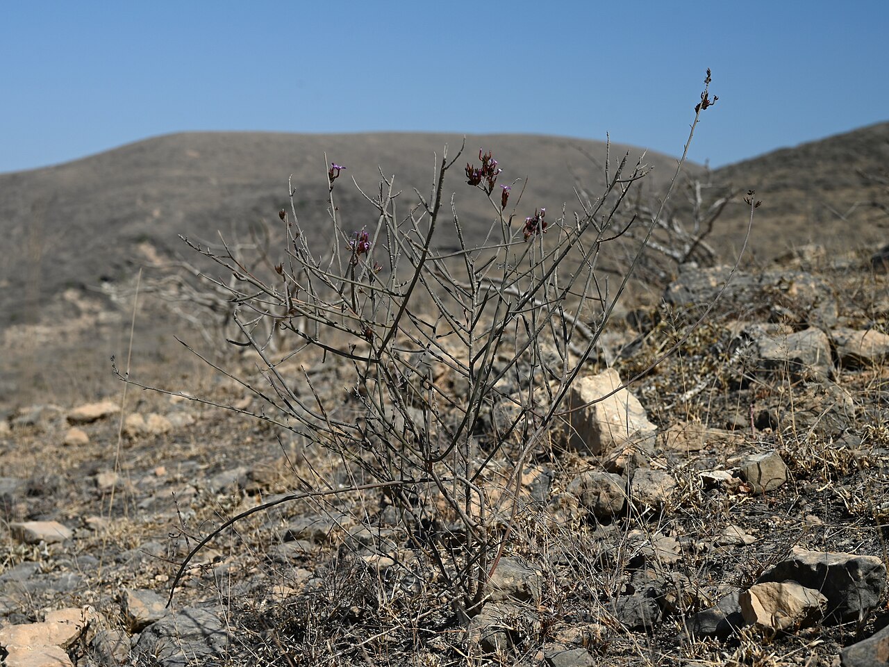 Campylanthus pungens: Campylanthus pungens E from Maghsail, Dhofar Gov., Oman