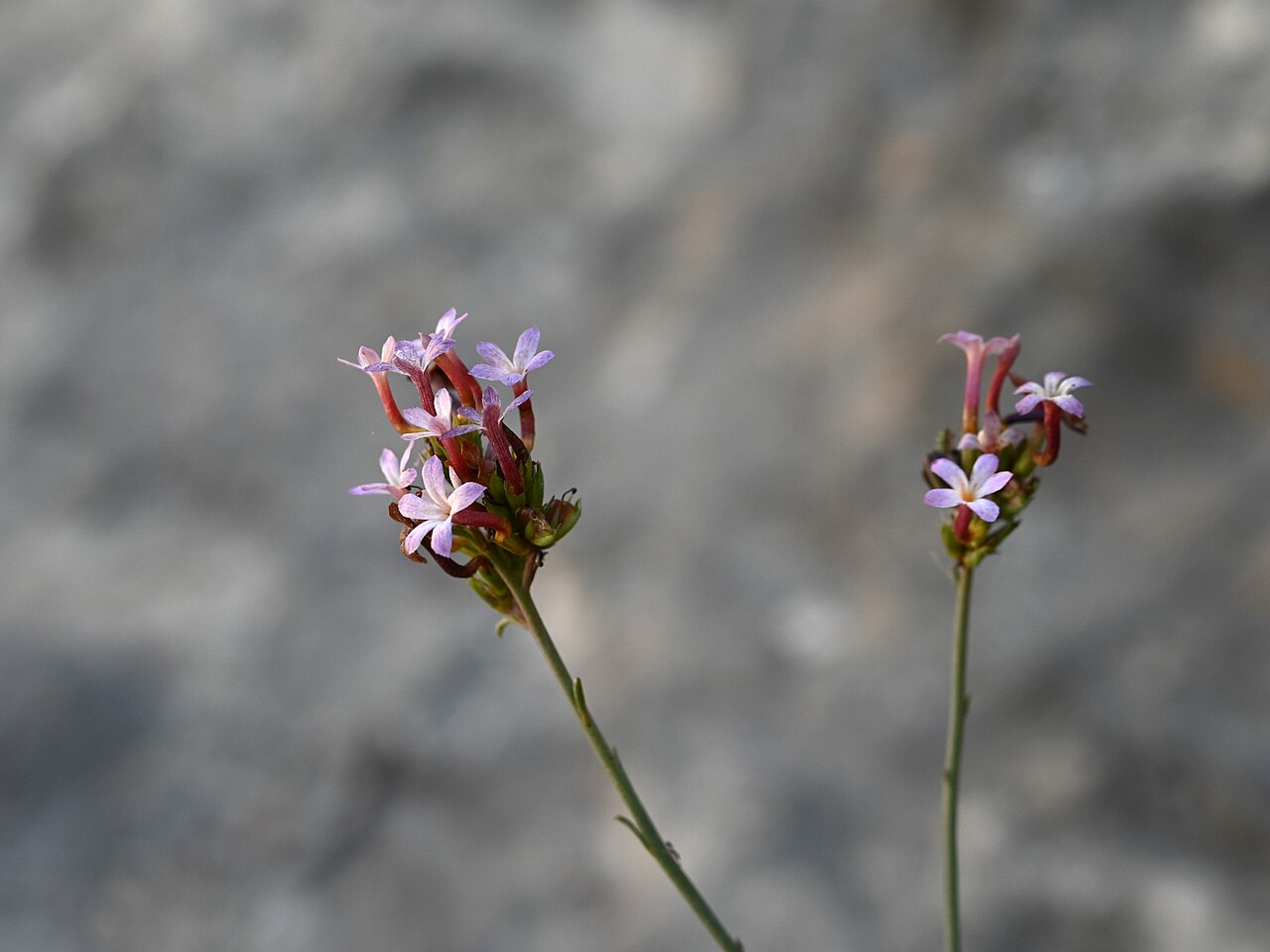 Campylanthus pungens: Campylanthus pungens E from Maghsail, Dhofar Gov., Oman