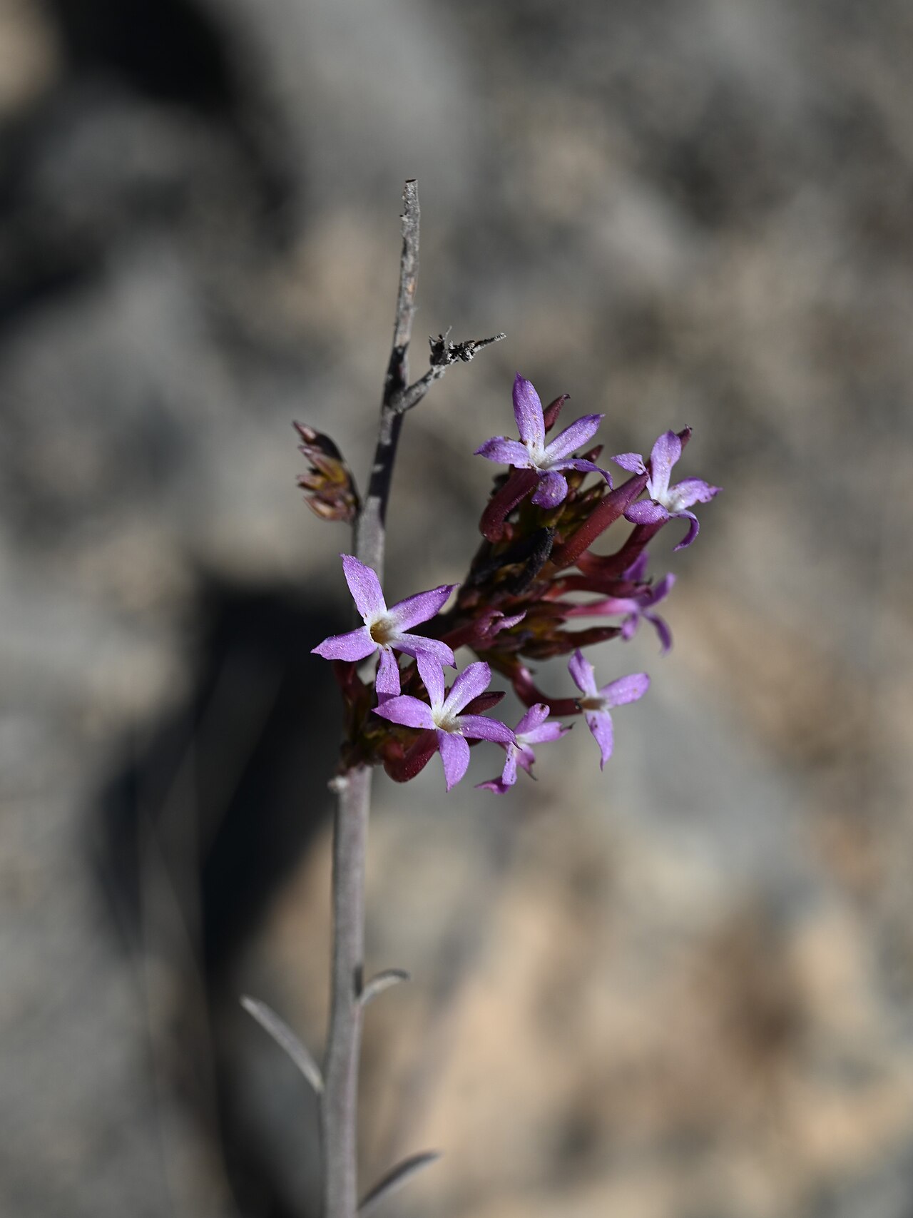 Campylanthus pungens: Campylanthus pungens E from Maghsail, Dhofar Gov., Oman