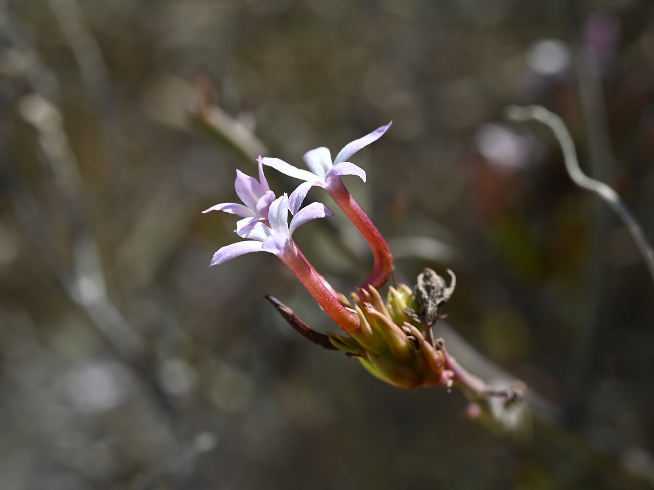 Campylanthus pungens: Campylanthus pungens E from Maghsail, Dhofar Gov., Oman