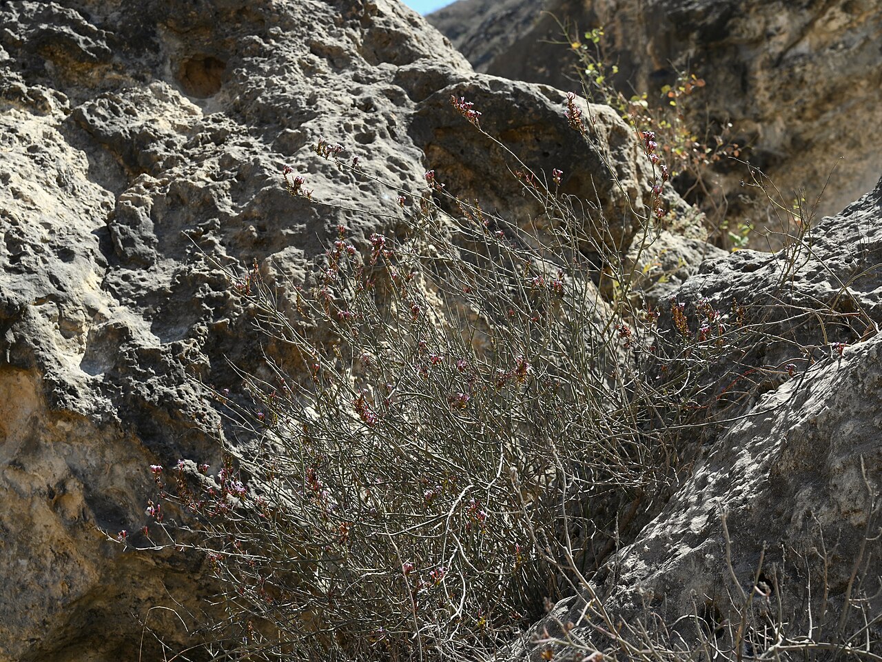 Campylanthus pungens: Campylanthus pungens E from Maghsail, Dhofar Gov., Oman