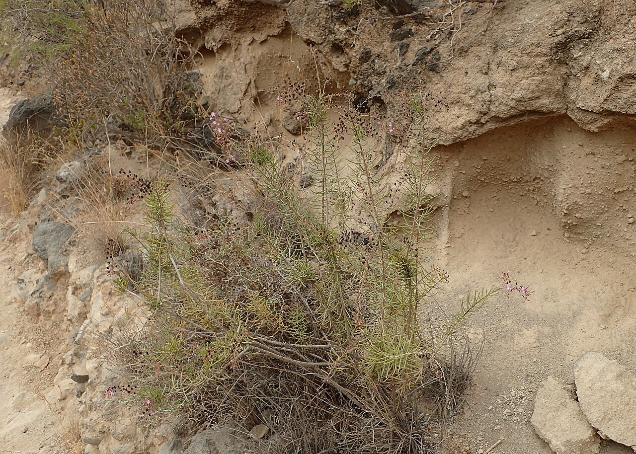 Campylanthus salsoloides: Campylanthus salsoloides in Barranco del Inferno on Tenerife, Canarias