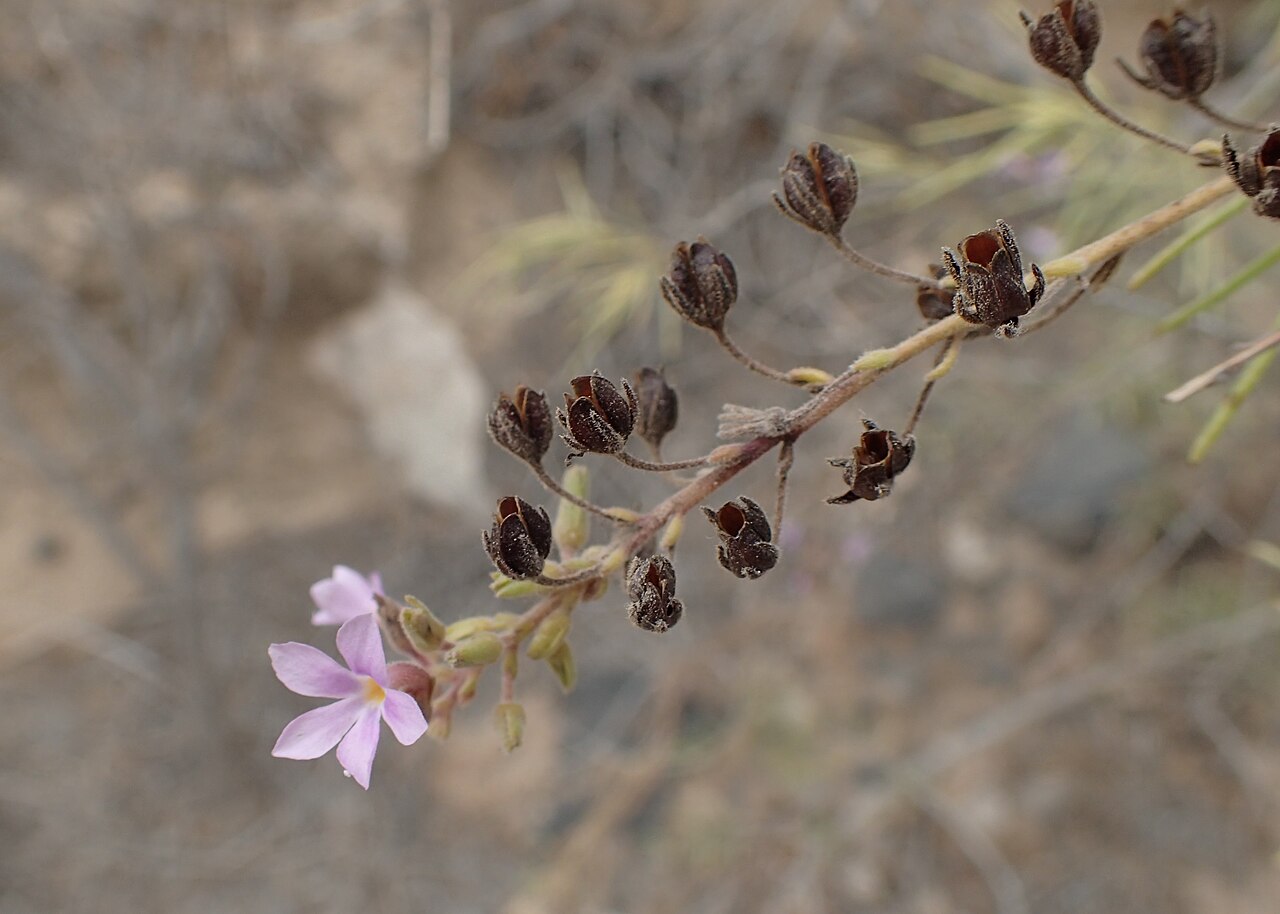 Campylanthus salsoloides: Campylanthus salsoloides in Barranco del Inferno on Tenerife, Canarias