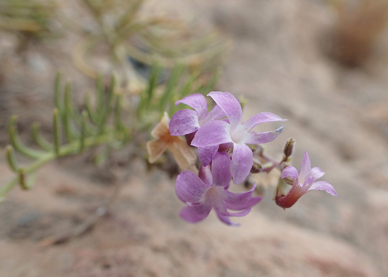Campylanthus salsoloides: Campylanthus salsoloides in Barranco del Inferno on Tenerife, Canarias
