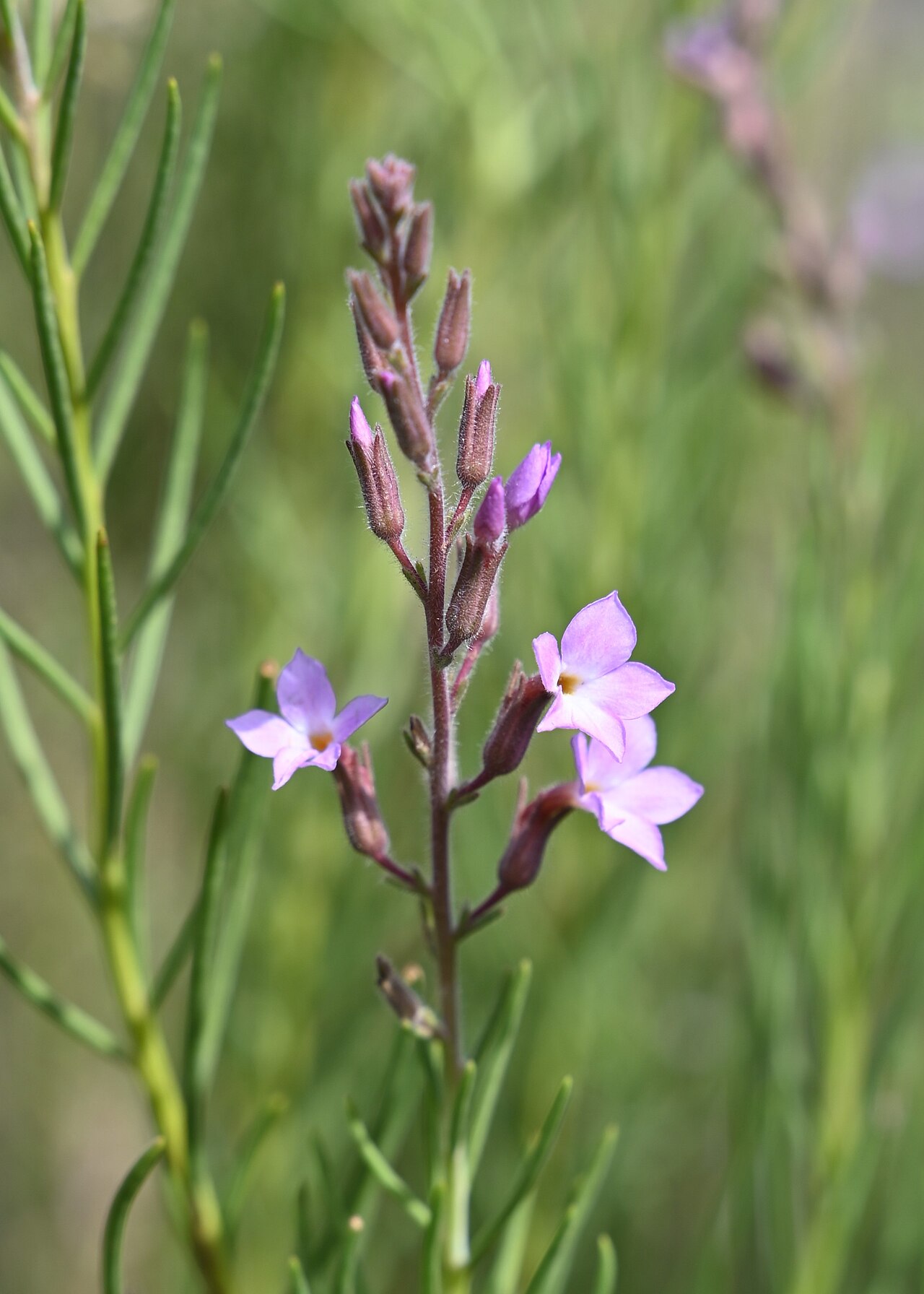Campylanthus salsoloides: Campylanthus salsoloides in Barranco de Guayadeque, Gran Canaria
