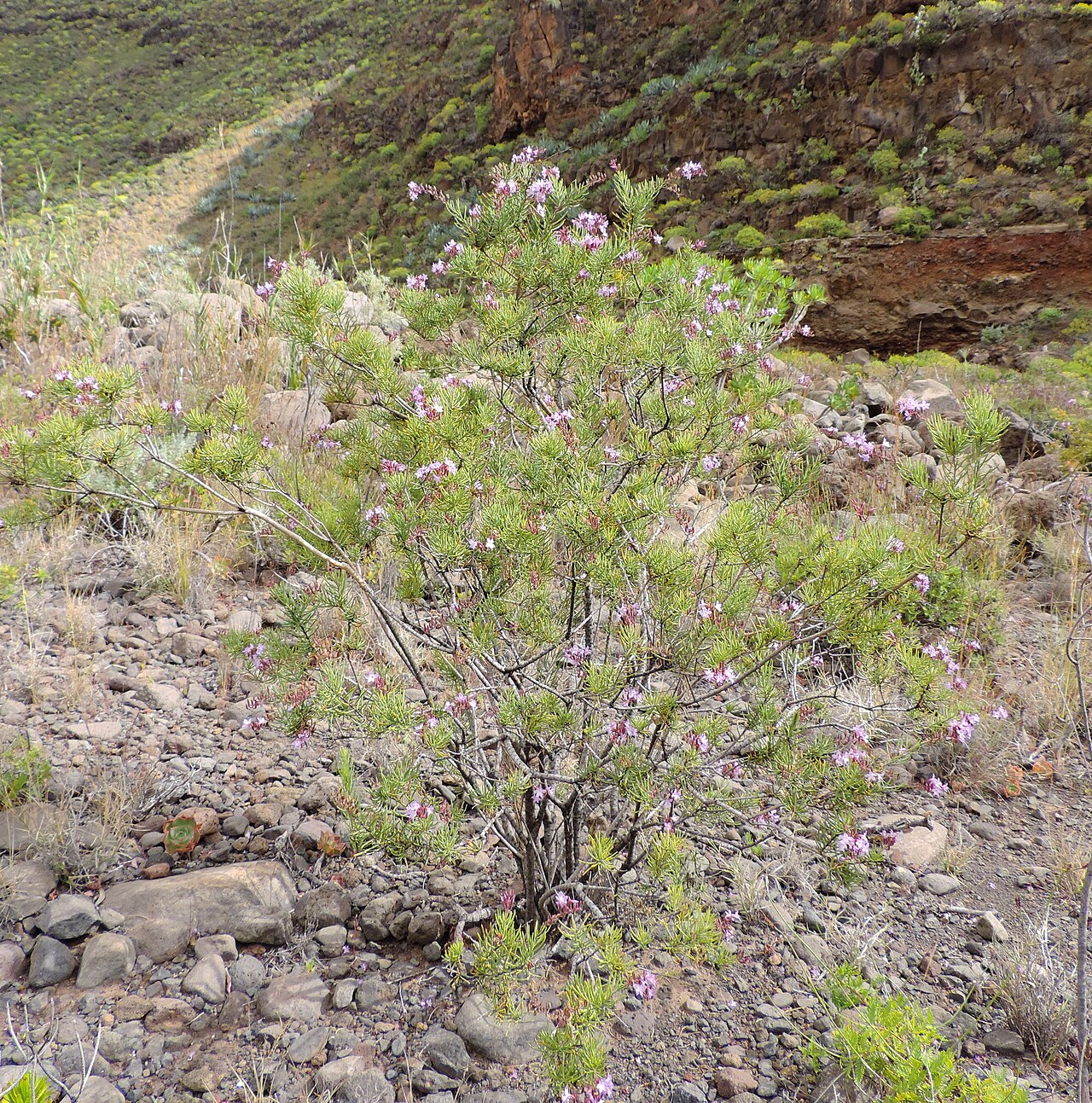 Campylanthus salsoloides: Campylanthus salsoloides in Barranco de Guayadeque