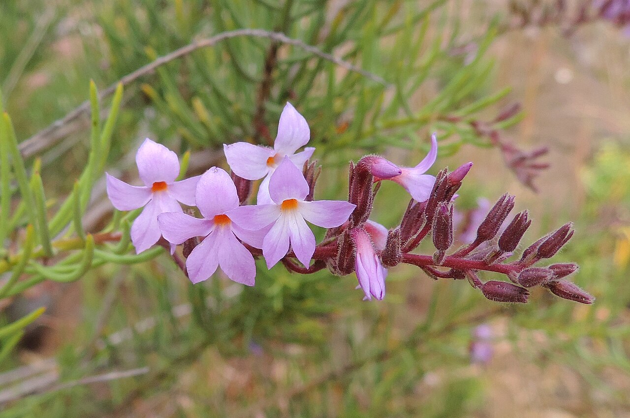 Campylanthus salsoloides: Campylanthus salsoloides in Barranco de Guayadeque
