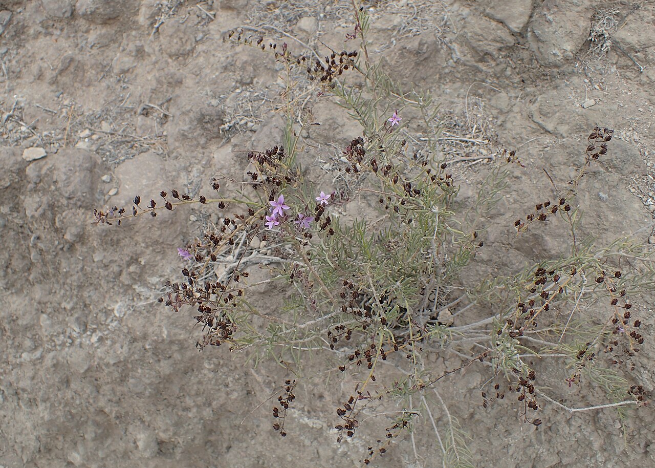 Campylanthus salsoloides: Campylanthus salsoloides in Barranco del Inferno on Tenerife, Canarias