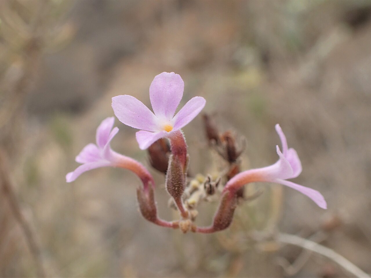 Campylanthus salsoloides: Campylanthus salsoloides in Barranco del Inferno on Tenerife, Canarias