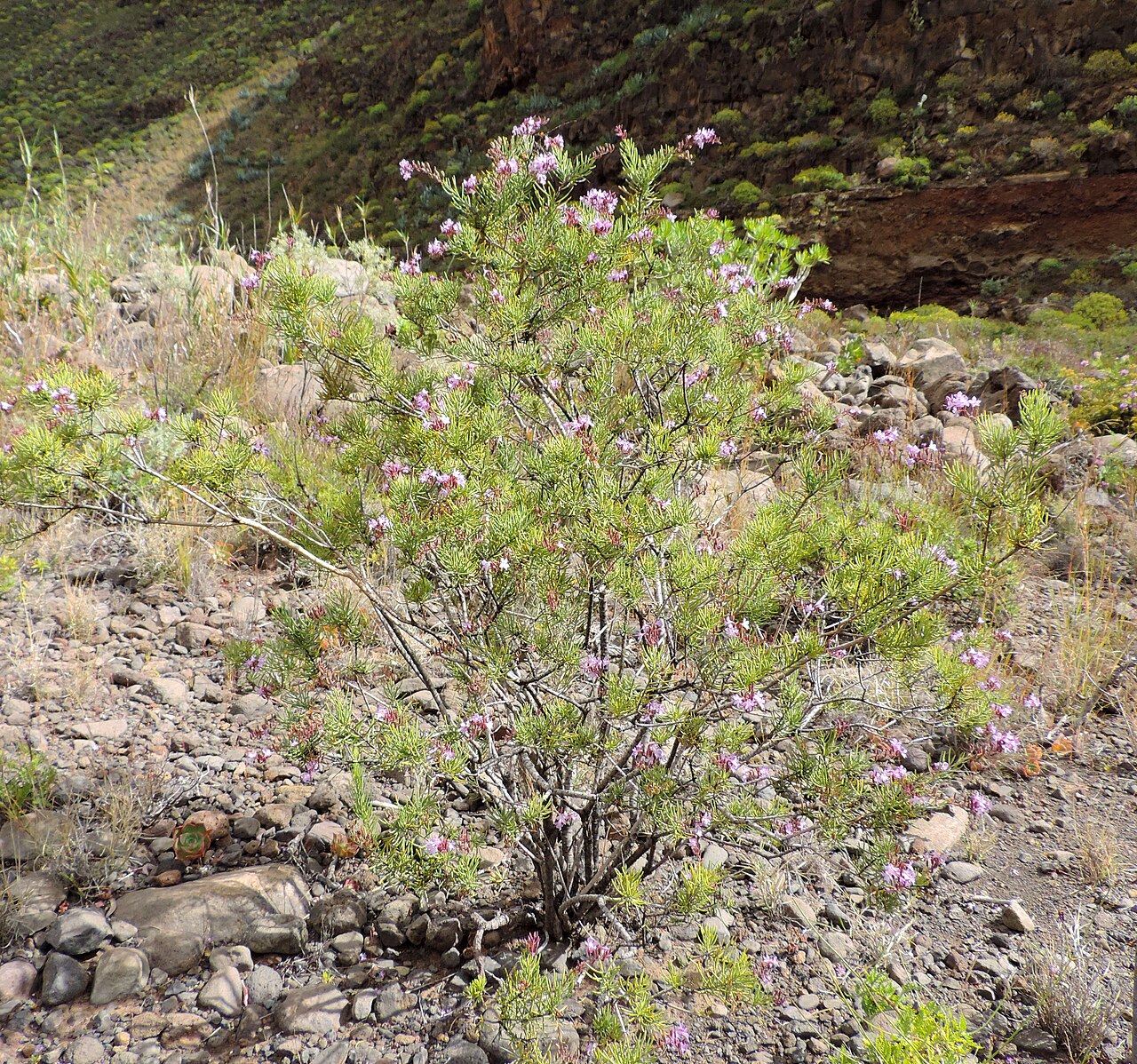 Campylanthus salsoloides: Campylanthus salsoloides in Barranco de Guayadeque