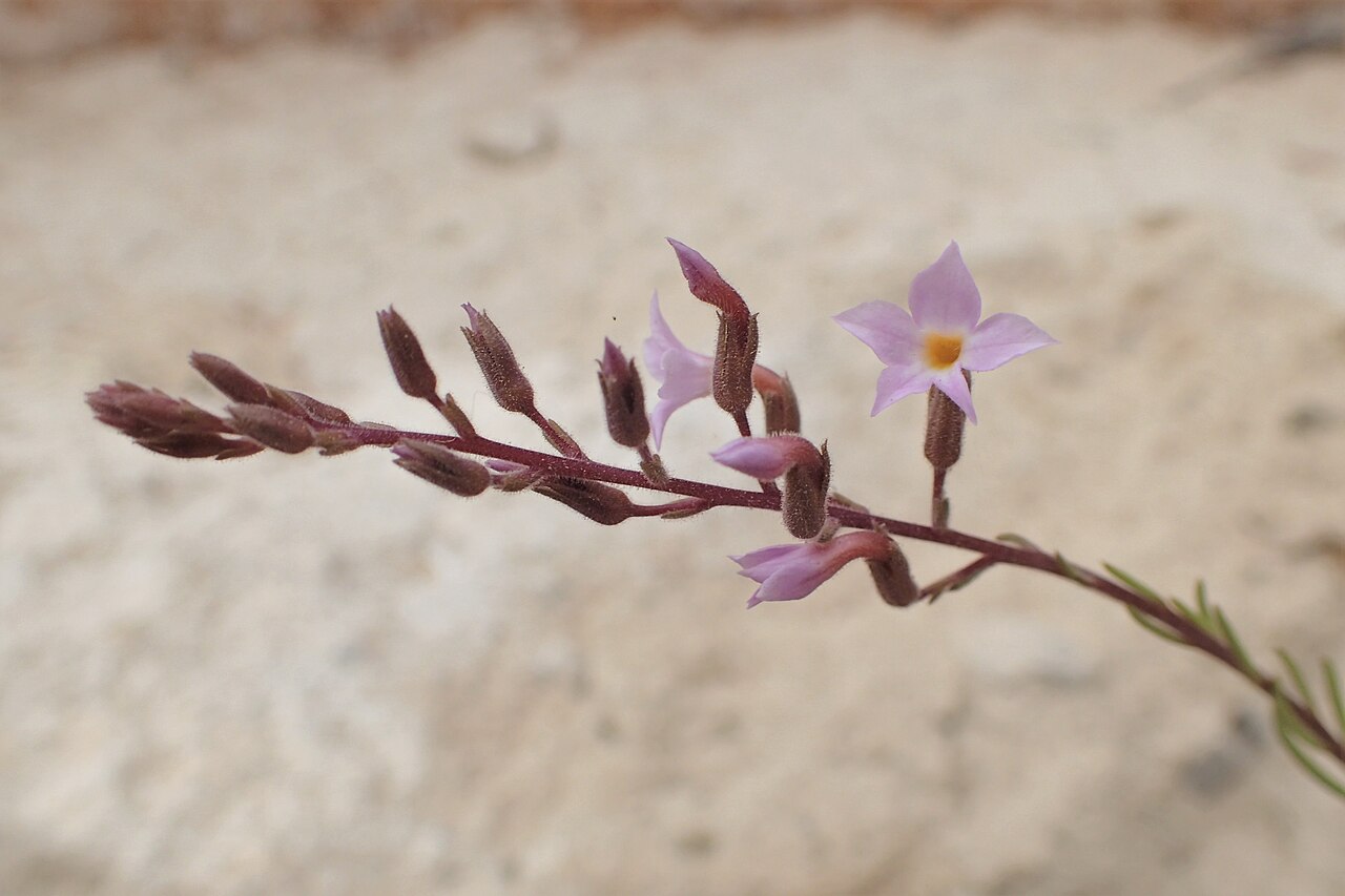 Campylanthus salsoloides: Campylanthus salsoloides in Barranco del Inferno on Tenerife, Canarias