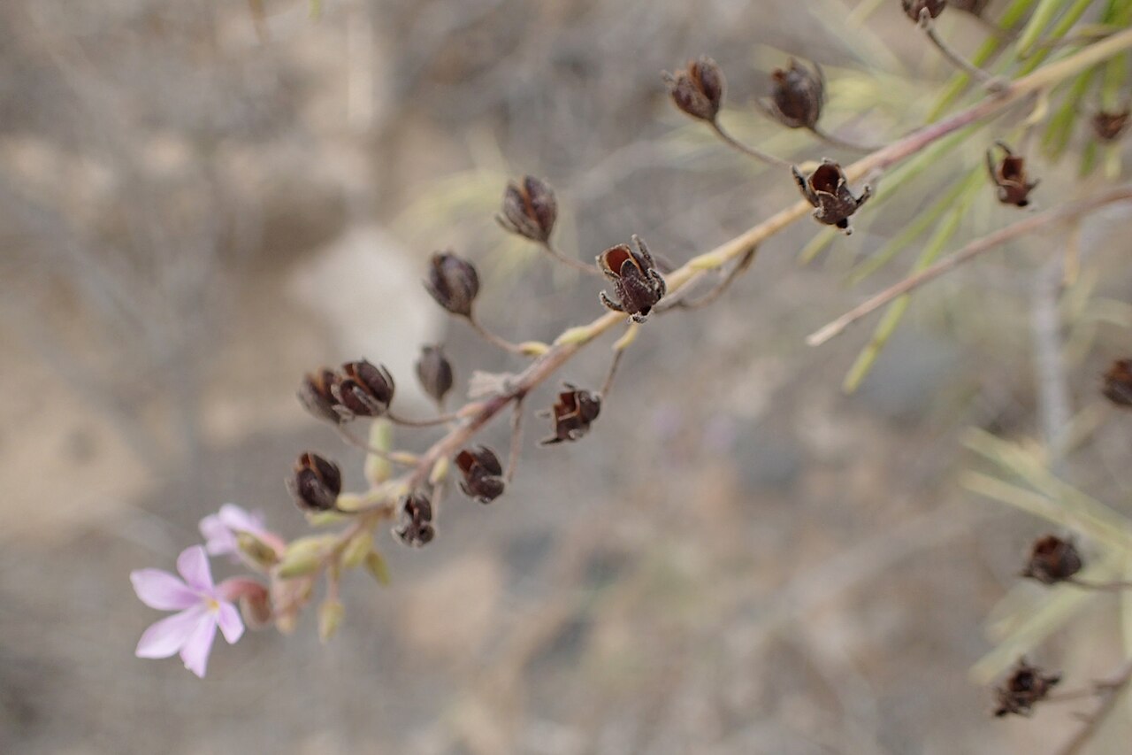 Campylanthus salsoloides: Campylanthus salsoloides in Barranco del Inferno on Tenerife, Canarias