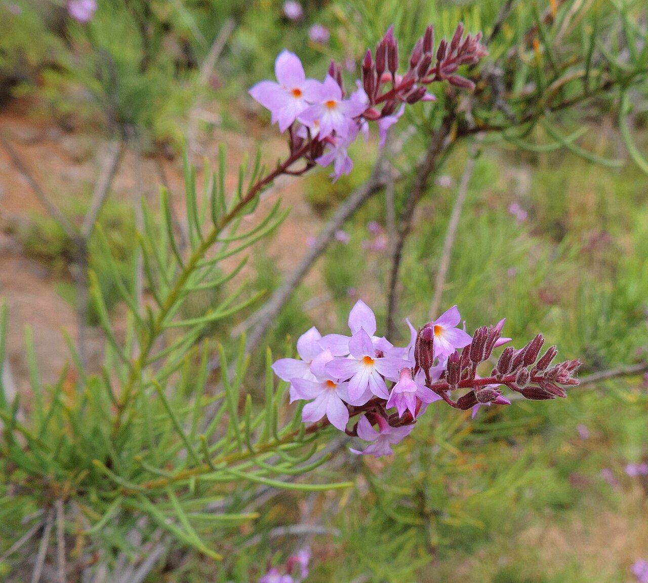 Campylanthus salsoloides: Campylanthus salsoloides in Barranco de Guayadeque