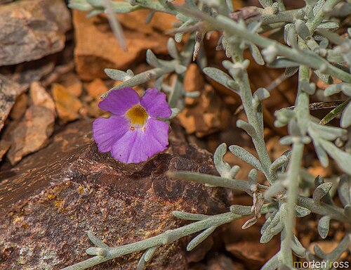 Campylanthus spinosus: Campylanthus spinosus in Yemen
