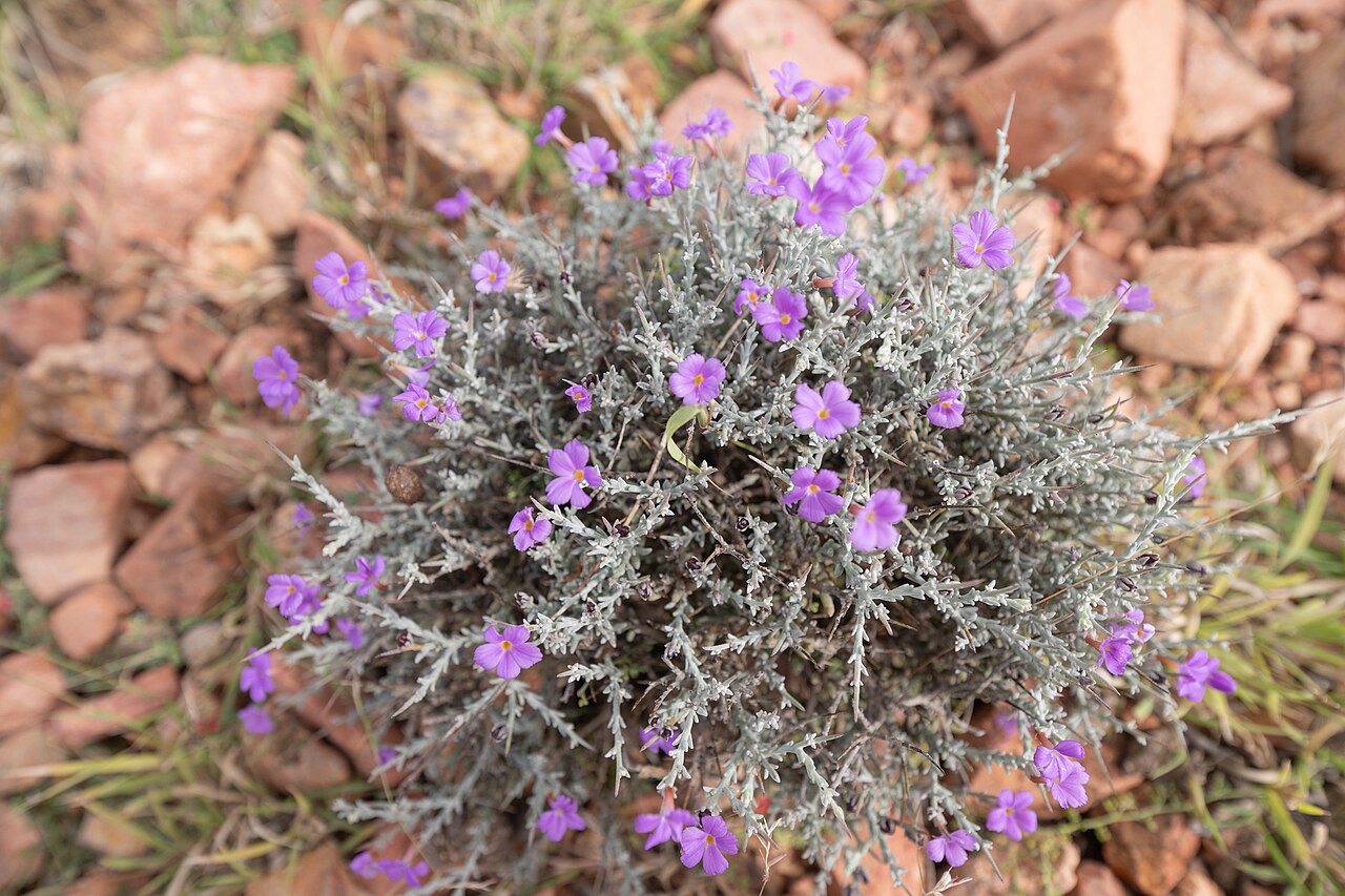 Campylanthus spinosus: Campylanthus spinosus in Yemen