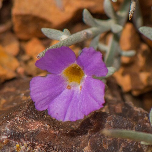 Campylanthus spinosus: Campylanthus spinosus in Yemen