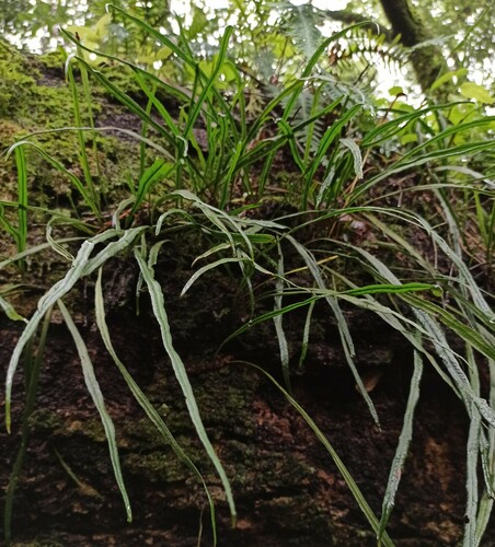 Campyloneurum aglaolepis (Campyloneurum aglaolepis)