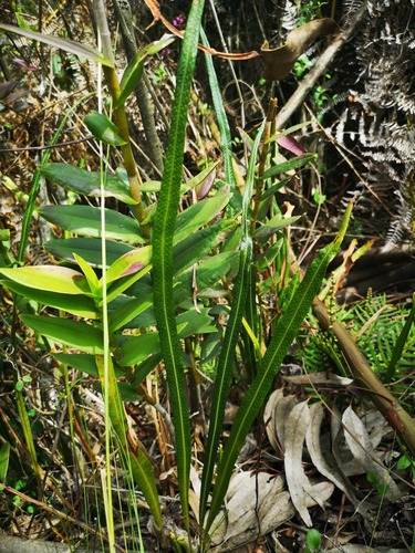Campyloneurum amphostenon (Campyloneurum amphostenon)