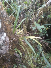 Campyloneurum amphostenon (Campyloneurum amphostenon)