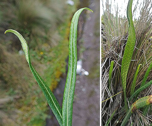Campyloneurum amphostenon: A Strap Fern, of a species widespread in the highlands of the Neotropics. Some place this in the Pleopeltis genus, despite the irregular sori spore dots. From A