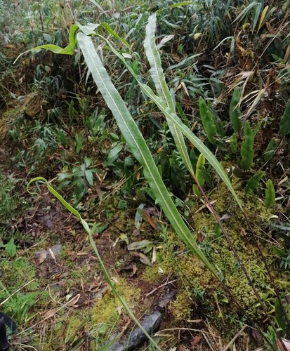 Campyloneurum amphostenon (Campyloneurum amphostenon)