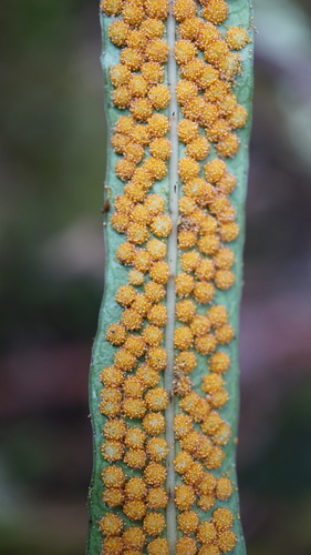 Campyloneurum amphostenon (Campyloneurum amphostenon)