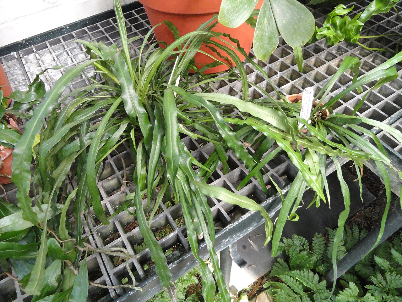 Narrow strapfern: Botanical specimen in the Lyman Plant House, Smith College, Northampton, Massachusetts, USA.