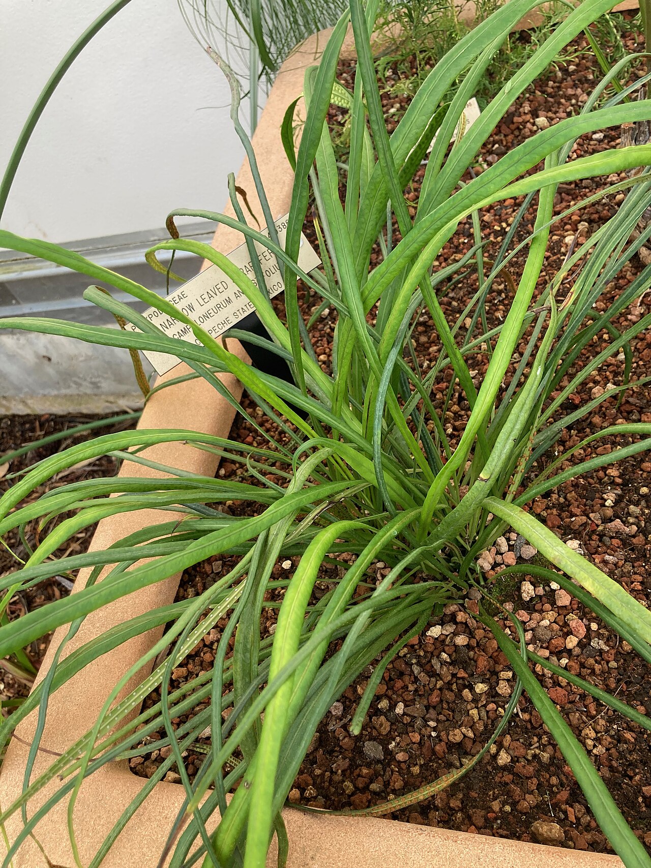 Narrow strapfern: Campyloneurum angustifolium at Berkeley Botanic Garden.