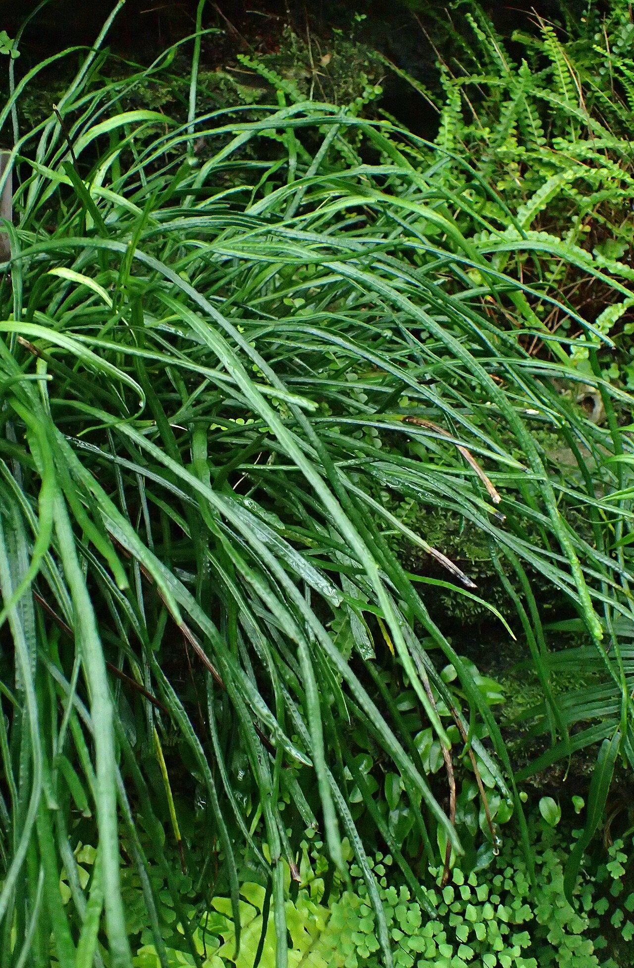 Narrow strapfern: Campyloneurum angustifolium at Garfield Park Conservatory