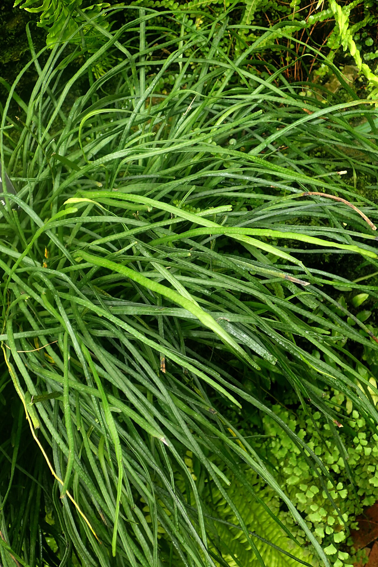 Narrow strapfern: Campyloneurum angustifolium at Garfield Park Conservatory, Illinois