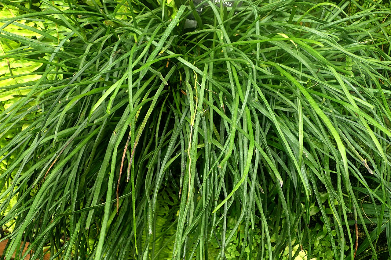 Narrow strapfern: Campyloneurum angustifolium at Garfield Park Conservatory, Illinois