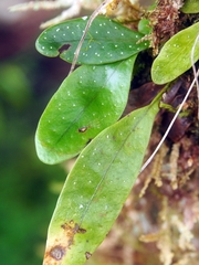 Birdwing fern (Campyloneurum brevifolium)