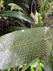 Birdwing fern (Campyloneurum brevifolium)